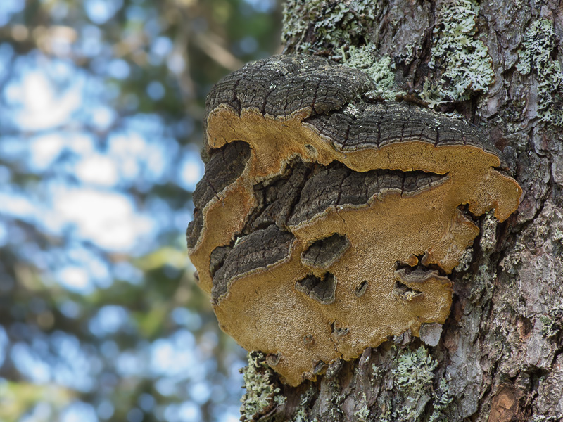 Phellinus laricis